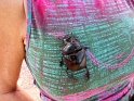 scarabee_bousier
