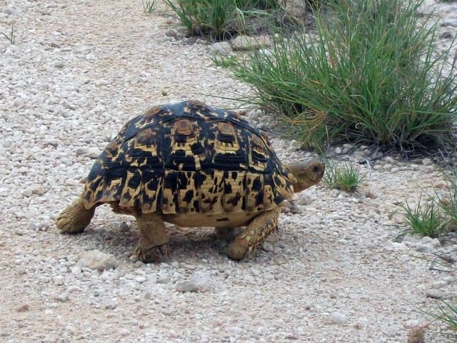 tortue_etosha.jpg - Grosse tortue dans le Parc d'Etosha (Namibie)