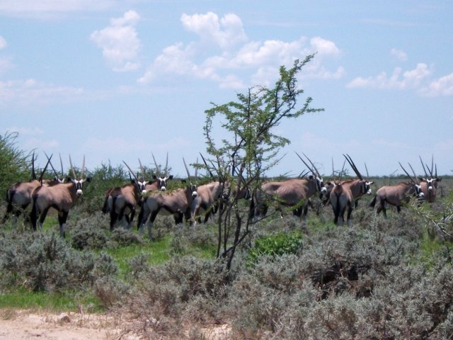 troupeau_oryx_etosha.jpg - Troupeau d'oryx dans le Parc d'Etosha (Namibie)