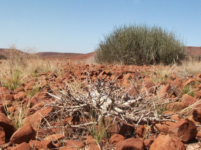 vegetation_damaraland.jpg - Végétation caractéristique du Damaraland (Namibie)