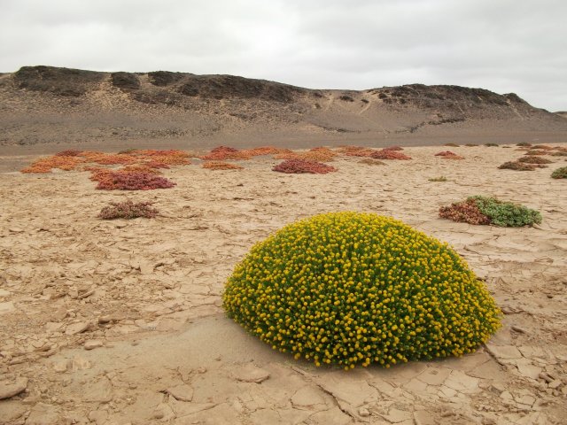 vegetation_skeleton_coast.jpg - Végétation sur la Skeleton Coast (Namibie)