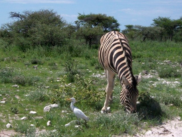 zebre_etosha_01.jpg - Zèbre et garde-boeufs dans le Parc d'Etosha (Namibie)