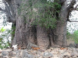 Chèvres et baobab sur Chizumulu