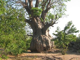 Baobab sur Chizumulu