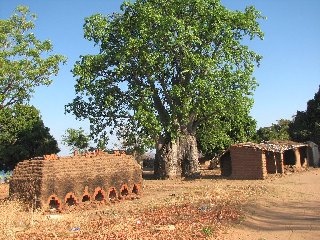 Four à briques et baobab à Cobué