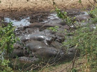 Hippopotames dans une mare de boue (Parc National de Katavi)