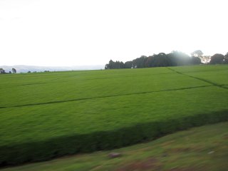 Plantation de thé près de Kericho