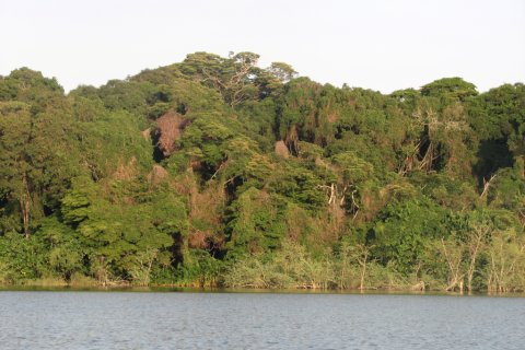 Végétation de Bugala