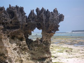 Ancien corail