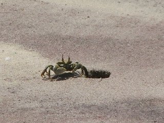 Crabe fouisseur