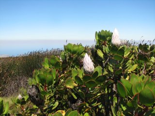 Protea sur Table Mountain