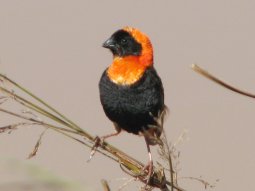 Euplecte ignicolore (Euplectes orix). Cet oiseau proche des tisserins est beaucoup plus territorial. Ici à Maseru.