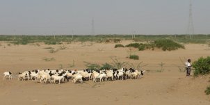 Élevage de chèvres et moutons