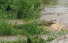 Crocodile du Nil (Crocodylus niloticus)