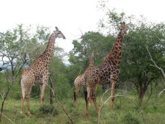 Girafes (Giraffa camelopardalis). Leur pelage devient plus foncé quand elles prennent de l'âge.