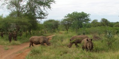 Rhinocéros blanc (Ceratotherium simum) dans la Réserve de Mkhaya.