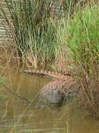 Crocodile (Crocodylus niliticus) à Mlilwane