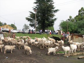 marché aux bestiaux à Qacha's Nek : ici un troupeau de chèvres angora et de moutons.