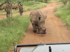 Rhinocéros blanc à Mkhaya (Swaziland)