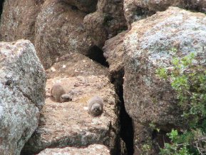 Les damans de rochers ou damans du Cap (Procavia capensis) aiment se chauffer au soleil, mais ils sont très farouches.