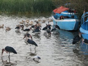 Oiseaux sur le Lac Ziway