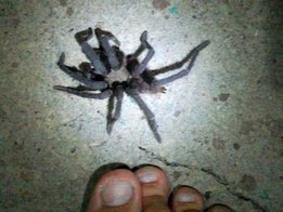Araignée de bonne taille dans ma chambre à Potosí (Péninsule de Cosigüina)