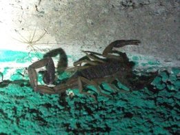 Scorpion dans ma chambre à Potosí (Péninsule de Cosigüina)