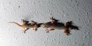 Les geckos sont actifs la nuit. Ils profitent de l'éclairage pour chasser les insectes attirés par la lumière.
