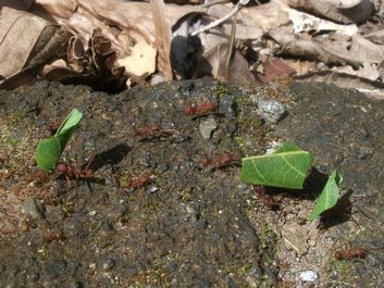 Fourmis coupe-feuille, ou fourmis champignonnistes (genre Atta ou Acromyrmex)