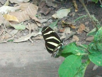 Papillon Heliconius charithonia à Ometepe