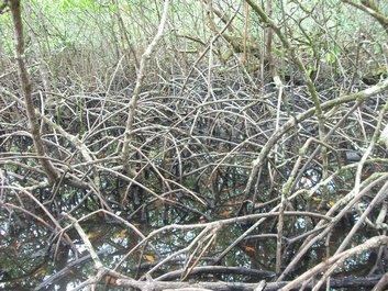 Racines aériennes des palétuviers dans la mangrove