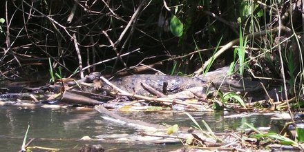 Caïman (Caiman crocodilus) dans le Río San Juan