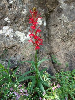 Orchidée près de Santa Fe
