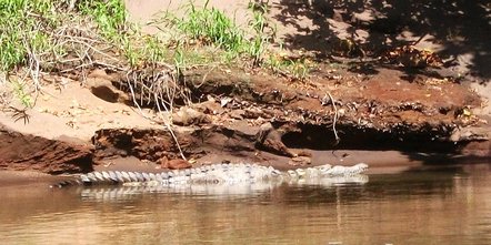 Crocodile américain dans le Río Tortuguero