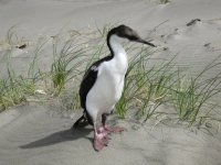 Cormoran sur la plage du Pacifique