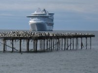 Cormorans et paquebot à Punta Arenas