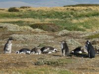 Manchots de Magellan près de Punta Arenas