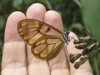 Papillon aux ailes transparentes près de Samaipata
