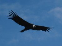 Condor dans la région de Samaipata