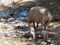 À Dire Dawa il y a quelques cochons qui vivent heureux dans les ordures.