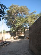 Un Ficus dans la Vieille Ville de Harar.