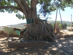 Ce gros Ficus dissimule un sanctuaire.
