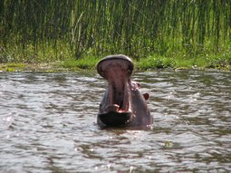 Il y a plusieurs groupes d'hippopotames sur le lac Awasa.