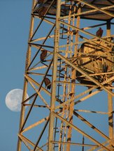 Les vautours passent la nuit sur la tour de télécommunications.