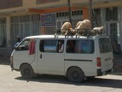 Minibus avec des moutons sur le toit (vu à Dire Dawa).