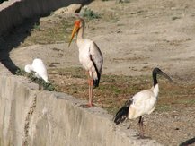 Aigrette, tantale (Mycteria ibis) et ibis sacré au bord du Lac Ziway