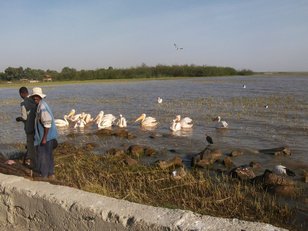 Ombrettes, ibis et pélicans attendent quelques déchets de poisson sur le Lac Ziway.