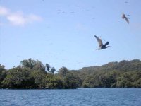 Îles aux oiseaux sur le Lac Te 'nggano (Rennell Island)