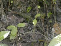 Varan de Rennell [Varanus juxtindicus] (Rennell Island)