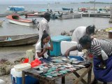 Le marché aux poissons à Gizo (Western Province)